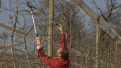 Bahco P280-SL-80 Professional 55mm Bypass Loppers With Long Lightweight Aluminium Handle -Garden Care Store P280 SL 80 Professional 55mm Bypass Loppers with Long Lightweight Aluminium Handle 5 25328.1707204881