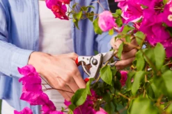 Felco 14 Secateurs -Garden Care Store felco 14 2 42744.1683527873