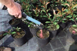 Handheld Topdressing Fertiliser Dispenser (Short) -Garden Care Store fertilEasy13 26819.1656574251