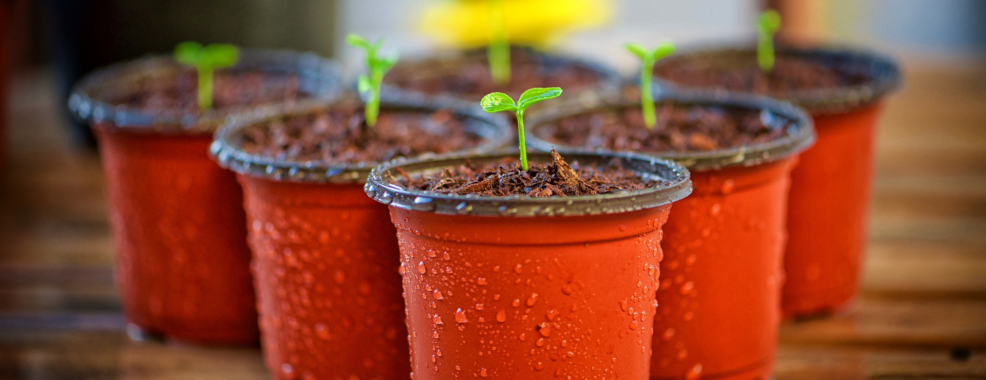 Garden Care Store -Garden Care Store yard 2253111 1920